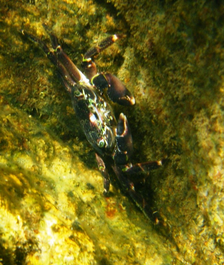 Pachygrapsus marmoratus